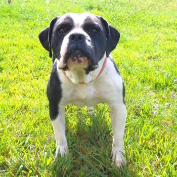 Rosie -  English Bulldog and Mixed Breed Dog for Adoption in Rifle, Colorado - Rosie | PetCurious