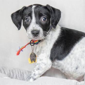 FRECKLES -  Border Collie and Mixed Breed Dog for Adoption in St. Louis, Missouri - FRECKLES | PetCurious