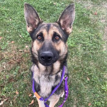 Sebastian -  German Shepherd Dog Dog for Adoption in Matteson, Illinois - Sebastian | PetCurious