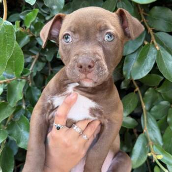 Juno -  Pit Bull Terrier Dog for Adoption in Goleta, California - Juno | PetCurious