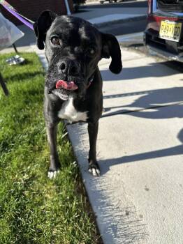 Boxer Dogs Available for Adoption in Middlesex, New Jersey - Ghee | PetCurious
