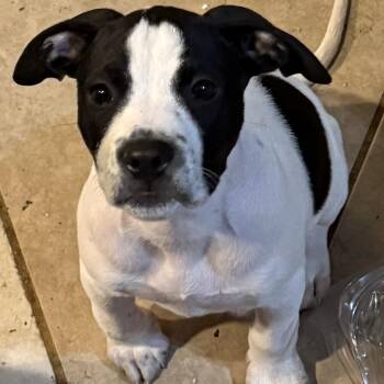 American Bully Dogs Available for Adoption in Long Beach, Mississippi - Remy | PetCurious