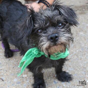 Isaac -  Schnauzer and Terrier Dog for Adoption in Washington, District Of Columbia - Isaac | PetCurious