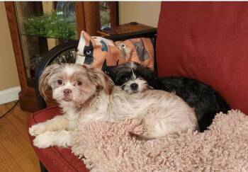 Rescue Shih Tzu and Yorkshire Terrier Dogs for Adoption in Gordonsville, Virginia - Buster And Bonnie | PetCurious