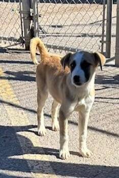 Shepherd and Husky Dogs Available for Adoption - Cider | PetCurious