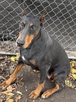 Rescue Doberman Pinscher Dogs for Adoption in Phoenixville, Pennsylvania - Bella | PetCurious
