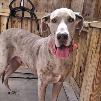 Ice -  Great Dane Dog for Adoption in Freeport, Florida - Ice | PetCurious