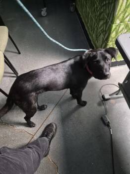 Pen 112 -  Labrador Retriever Dog for Adoption in Lawrenceville, Georgia - Pen 112 | PetCurious