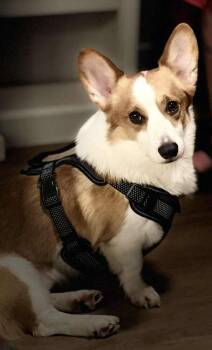 Rescue Corgi Dogs for Adoption in Columbia, Tennessee - Potato | PetCurious