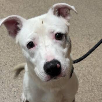Terrier Dogs Available for Adoption in Valparaiso, Indiana - Ralphy | PetCurious