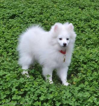 Desi. ADOPT PENDING -  Pomeranian Dog for Adoption in Union Grove, Wisconsin - Desi. ADOPT PENDING | PetCurious