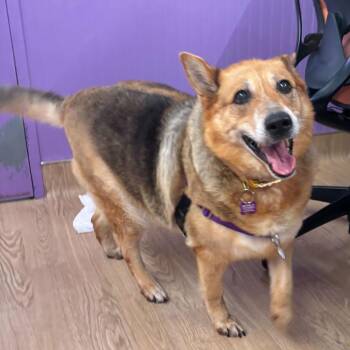 Cattle Dog and German Shepherd Dog Dogs Available for Adoption in San Francisco, California - Lizzy 14068 | PetCurious
