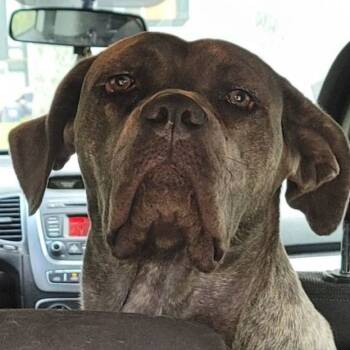 Hazel -  Cane Corso Dog for Adoption in Magnolia, Texas - Hazel | PetCurious
