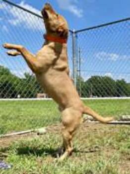 Ryder -  Labrador Retriever Dog for Adoption in Yellville, Arkansas - Ryder | PetCurious
