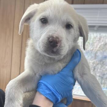 Mixed Breed Dogs Available for Adoption - Naomi | PetCurious