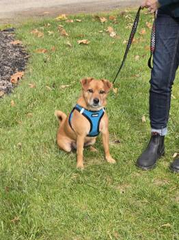 Rescue Pomeranian and Chihuahua Dogs for Adoption in Woolwich, Maine - Drogo | PetCurious
