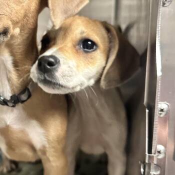 Mixed Breed Dogs Available for Adoption in Charleston, West Virginia - Little Baby Bear | PetCurious