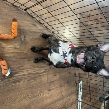 Twiglet -  Boston Terrier and Chihuahua Dog for Adoption in Philadelphia, Pennsylvania - Twiglet | PetCurious