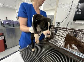RANGER -  Pit Bull Terrier and Mixed Breed Dog for Adoption in Ocala, Florida - RANGER | PetCurious