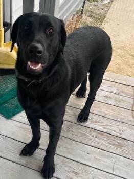 Rescue Labrador Retriever Dogs for Adoption in Kellogg, Idaho - Mavis | PetCurious