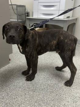 Pit Bull Terrier and Mixed Breed Dogs Available for Adoption in Pasadena, Texas - KANE | PetCurious