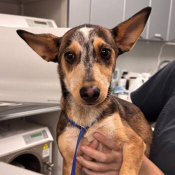 Birch -  Mixed Breed Dog for Adoption in Dayton, Ohio - Birch | PetCurious