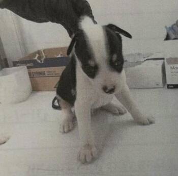 Oreo Mr. -  Terrier Dog for Adoption in The Woodlands, Texas - Oreo Mr. | PetCurious