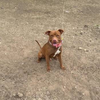 Pit Bull Terrier Dogs Available for Adoption in Creston, Iowa - Kilo | PetCurious