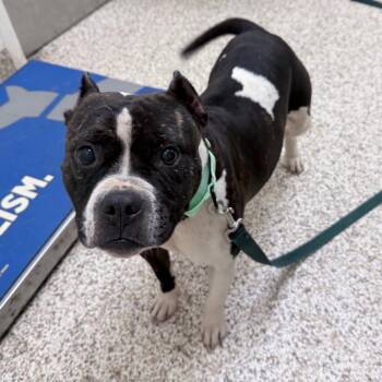 Katana -  Mixed Breed Dog for Adoption in Auburn, Alabama - Katana | PetCurious