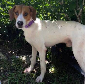 Lafayette -  Mixed Breed Dog for Adoption in Raleigh, North Carolina - Lafayette | PetCurious