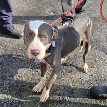 Diamond -  Pit Bull Terrier Dog for Adoption in Newark, New Jersey - Diamond | PetCurious