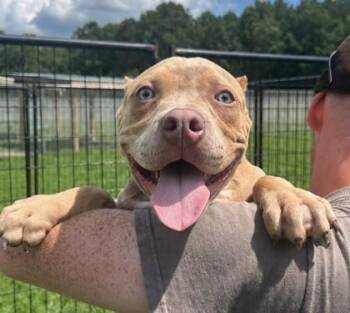 Crackerjack fka Dog 9 -  Fox Terrier and Mixed Breed Dog for Adoption in West Chester, Pennsylvania - Crackerjack Fka Dog 9 | PetCurious