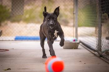 Ethel -  Mastiff and Labrador Retriever Dog for Adoption in Twentynine Palms, California - Ethel | PetCurious