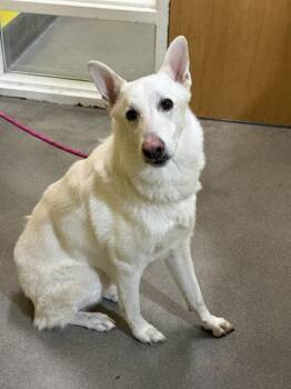 TINO -  German Shepherd Dog Dog for Adoption - TINO | PetCurious