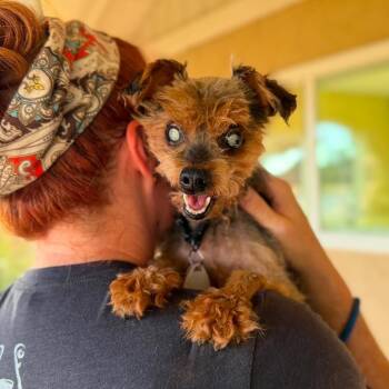 Maggie -  Yorkshire Terrier Dog for Adoption in Ramona, California - Maggie | PetCurious