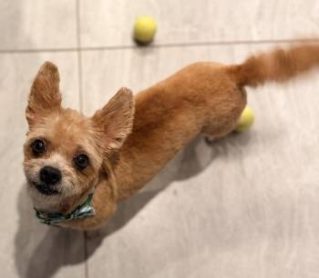 Everly -  Poodle and Yorkshire Terrier Dog for Adoption in Scottsdale, Arizona - Everly | PetCurious