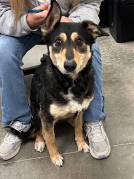 Shepherd and Mixed Breed Dogs Available for Adoption - Selena | PetCurious