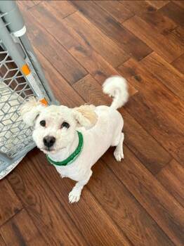 Panettone * -  Havanese and Poodle Dog for Adoption in Derry, New Hampshire - Panettone * | PetCurious