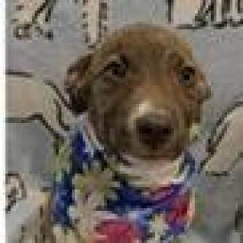 Hershey -  Shepherd and Mountain Cur Dog for Adoption in Clearwater, Florida - Hershey | PetCurious