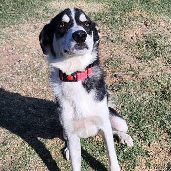 Rescue Husky and Mixed Breed Dogs for Adoption in Weatherford, Texas - ACKER | PetCurious
