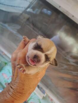 Bandit -  Chihuahua and Dachshund Dog for Adoption in Deming, New Mexico - Bandit | PetCurious