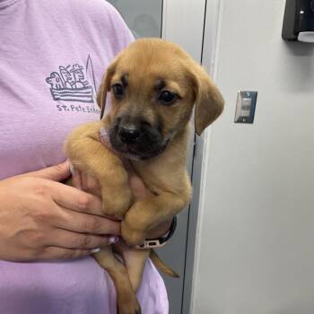 Tony -  Mixed Breed Dog for Adoption in Saint Joseph, Missouri - Tony | PetCurious