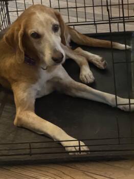 Ellie Adorable Adult Girl Who has the Sweetest FACE and Great Ey -  American Foxhound Dog for Adoption in Charlottesville, Virginia - Ellie Adorable Adult Girl Who Has The Sweetest FACE And Great Ey | PetCurious