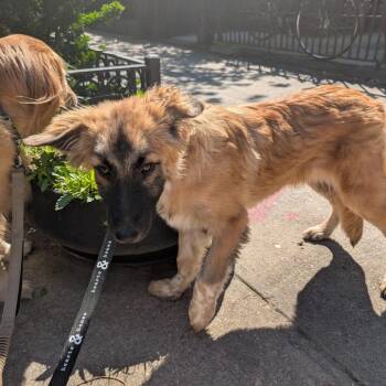 Anatolian Shepherd Dogs Available for Adoption in New York, New York - Dennis | PetCurious