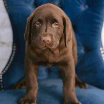 Cocoa Puff -  Chocolate Labrador Retriever Dog for Adoption in Zionsville, Indiana - Cocoa Puff | PetCurious