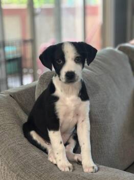Border Collie and Rat Terrier Dogs Available for Adoption - Hammer | PetCurious