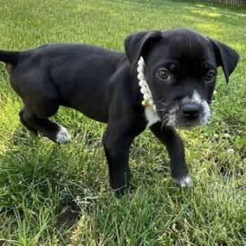 Wren -  Mixed Breed Dog for Adoption in West Olive, Michigan - Wren | PetCurious