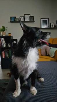Lucy -  Chihuahua Dog for Adoption in Wheaton, Illinois - Lucy | PetCurious