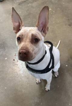 Australian Cattle Dog Blue Heeler Dogs Available for Adoption in Williamsburg, Iowa - Honey | PetCurious