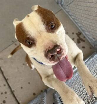Moon - URGENT -  Pit Bull Terrier Dog for Adoption in Thousand Oaks, California - Moon - URGENT | PetCurious